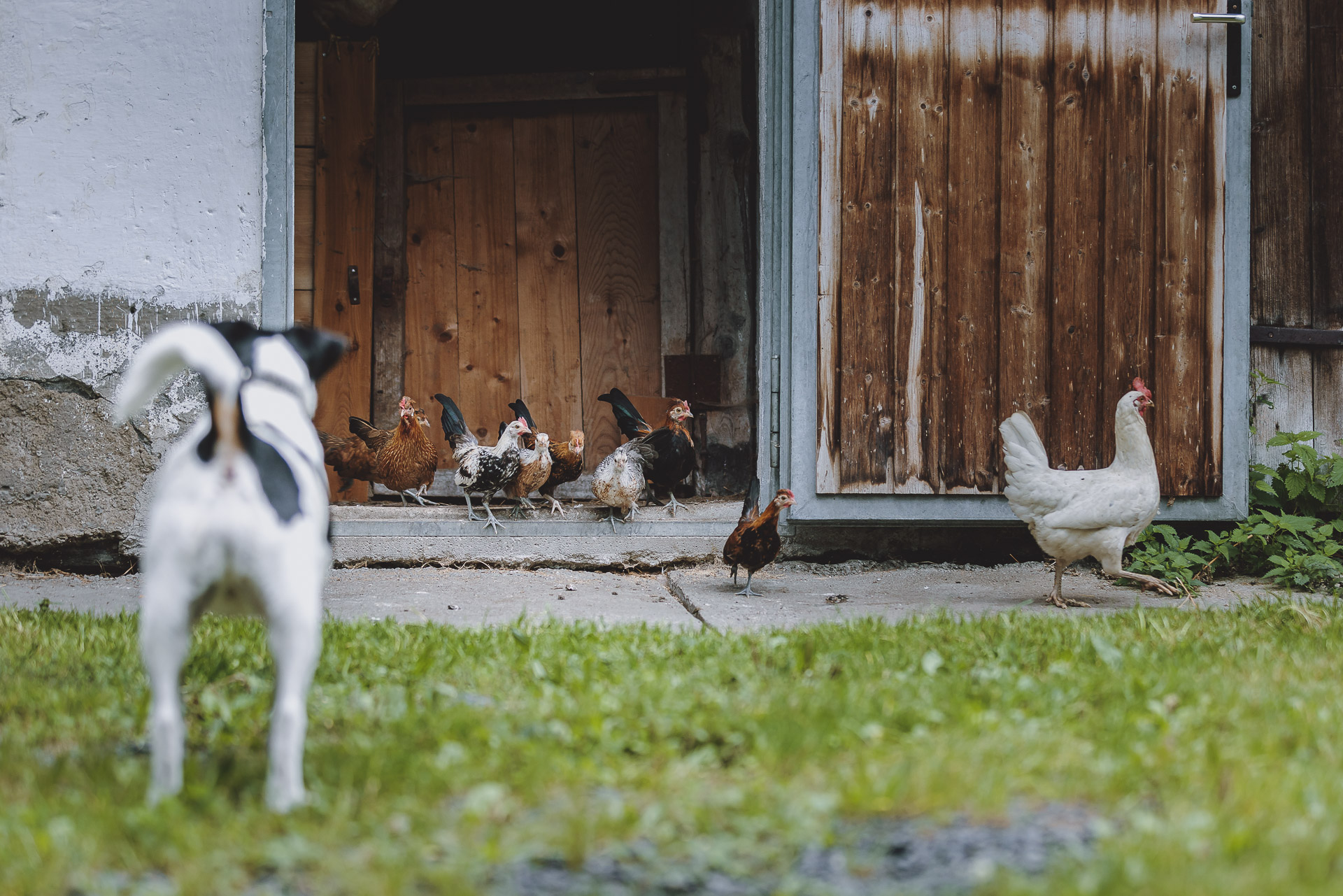 Hund und Hühner am Bauernhof Embachbauer